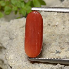 Coral Roja Anaranjada natural de 2.47 ct, Corte Óvalo, Opaco