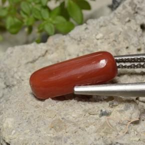 Coral Rojo medio natural de 2.26 ct, Ovalada, Opaco