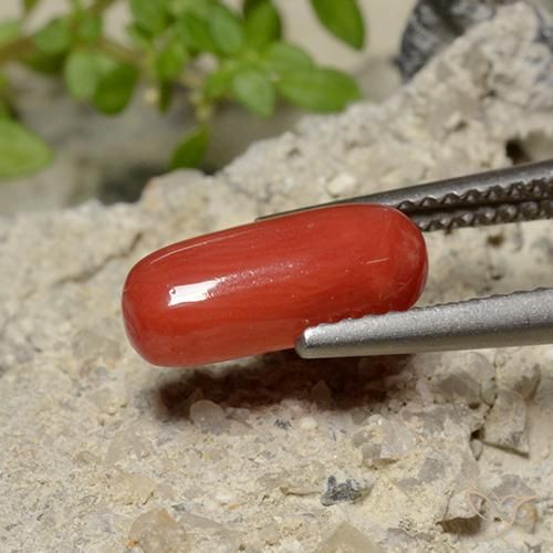 Coral Roja Anaranjada natural de 1.79 ct, Ovalada, Opaco