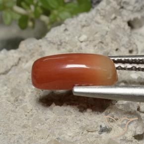 Coral Rojo medio natural de 1.69 ct, Ovalada, Opaco