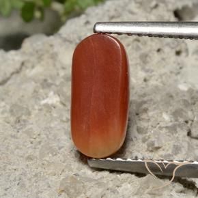 Coral Rojo medio natural de 1.69 ct, Ovalada, Opaco