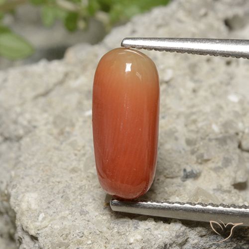 2.36ct Natural Naranja fuego Coral, Ovalada, Opaco