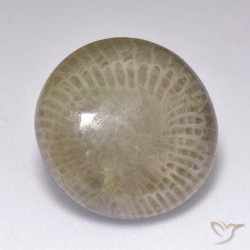 Coral Multicolor natural de 9.39 ct, Redondo, Opaco