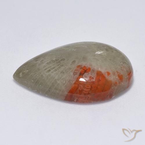 Coral Multicolor natural de 10.40 ct, En forma de pera, Translúcido