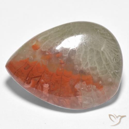 Coral Multicolor natural de 10.86 ct, En forma de pera, Translúcido