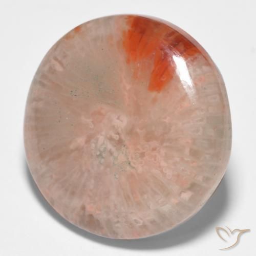 Coral Multicolor natural de 11.09 ct, Redondo, Translúcido