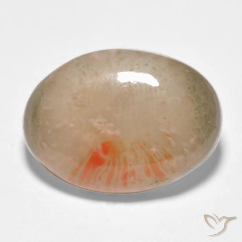 Coral Multicolor natural de 10.34 ct, Ovalada, Translúcido