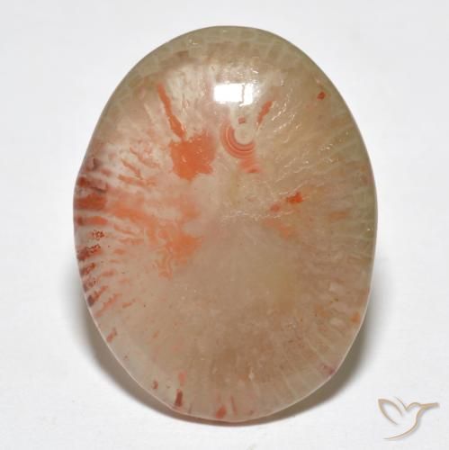 9.95ct Natural Multicolor Coral, Ovalada, Translúcido