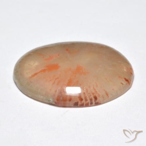Coral Multicolor natural de 9.95 ct, Ovalada, Translúcido