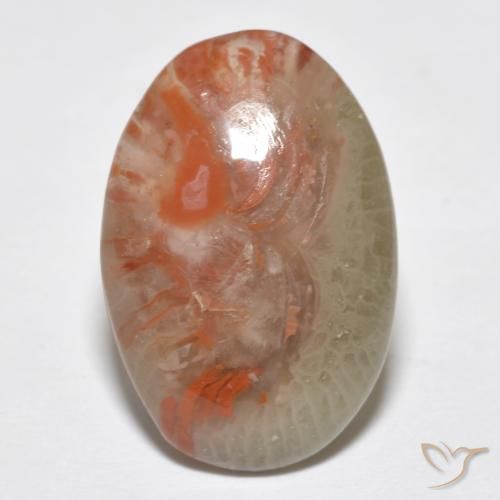 8.18ct Natural Multicolor Coral, Ovalada, Translúcido, Photo A