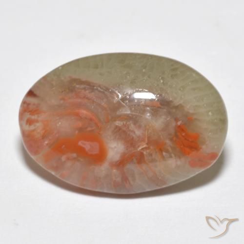 Coral Multicolor natural de 8.18 ct, Ovalada, Translúcido