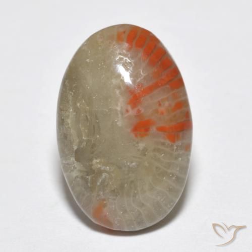 6.51ct Natural Multicolor Coral, Ovalada, Translúcido