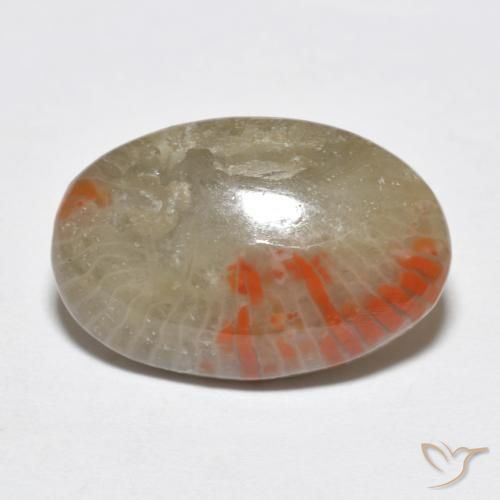 Coral Multicolor natural de 6.51 ct, Ovalada, Translúcido