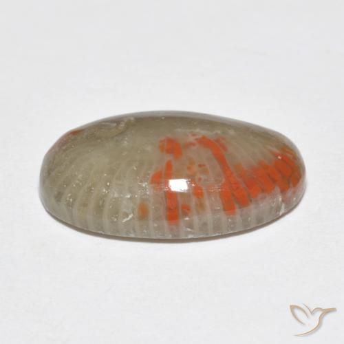Coral Multicolor natural de 6.51 ct, Ovalada, Translúcido