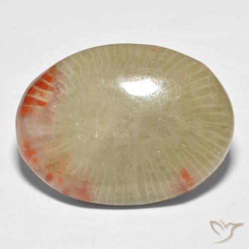Coral Multicolor natural de 13.10 ct, Ovalada, Translúcido