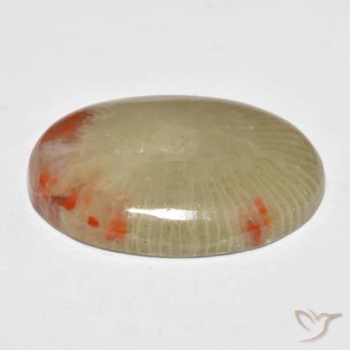 Coral Multicolor natural de 13.10 ct, Ovalada, Translúcido
