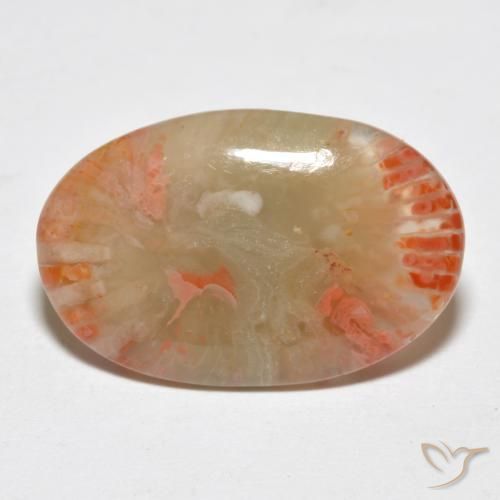 Coral Multicolor natural de 6.23 ct, Ovalada, Translúcido
