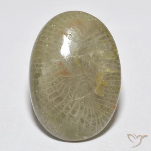 7.96ct Natural Multicolor Coral, Ovalada, Opaco, Photo A
