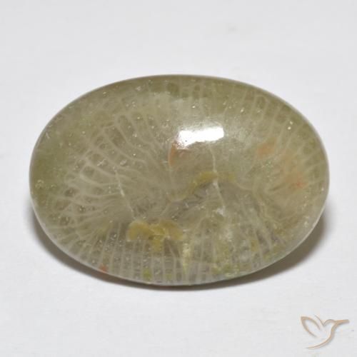 Coral Multicolor natural de 7.96 ct, Ovalada, Opaco
