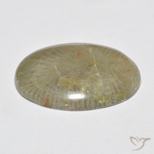 Coral Multicolor natural de 7.96 ct, Ovalada, Opaco