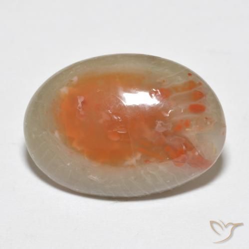 Coral Multicolor natural de 7.46 ct, Ovalada, Translúcido