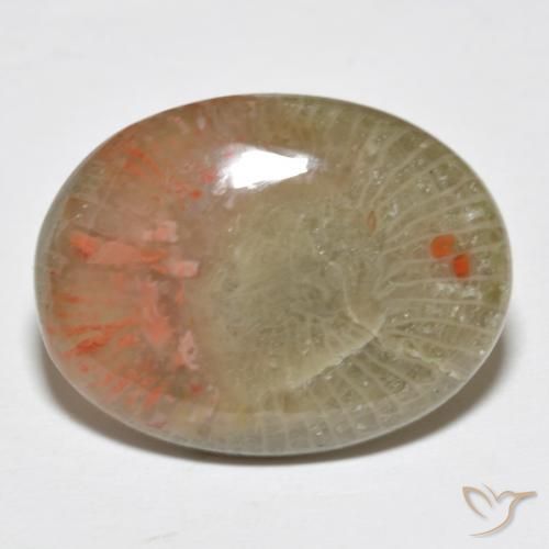 Coral Multicolor natural de 10.63 ct, Ovalada, Translúcido