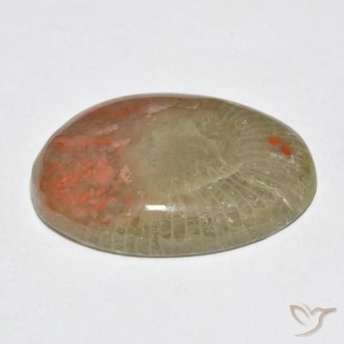 Coral Multicolor natural de 10.63 ct, Ovalada, Translúcido