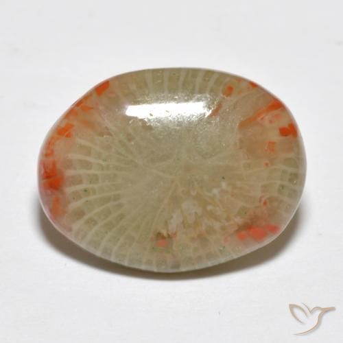 Coral Multicolor natural de 5.78 ct, Ovalada, Translúcido