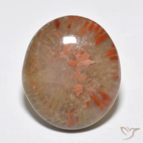 9.15ct Natural Multicolor Coral, Ovalada, Translúcido