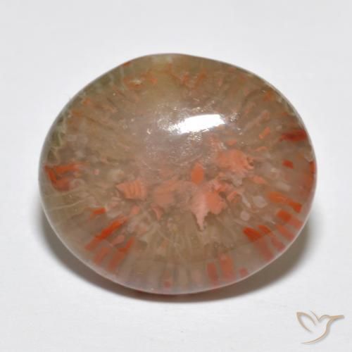 Coral Multicolor natural de 9.15 ct, Ovalada, Translúcido