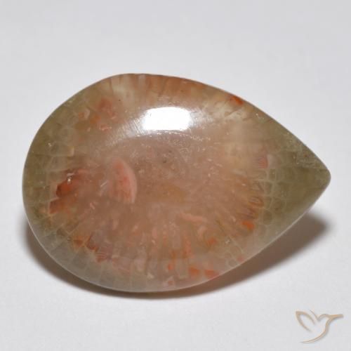 Coral Multicolor natural de 6.81 ct, En forma de pera, Translúcido