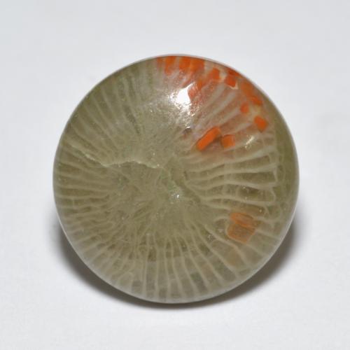 Coral multicolor natural de 5,10 ct, corte redondo, translúcido