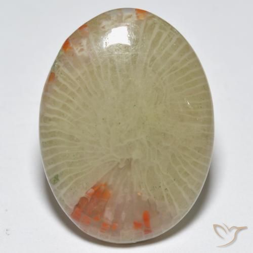 12.56ct Natural Multicolor Coral, Ovalada, Translúcido, Photo A