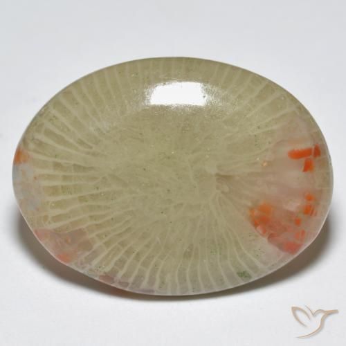 Coral Multicolor natural de 12.56 ct, Ovalada, Translúcido