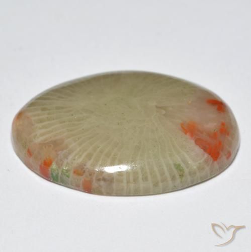 Coral Multicolor natural de 12.56 ct, Ovalada, Translúcido