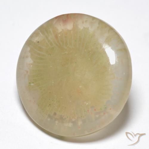 Coral Multicolor natural de 10.55 ct, Redondo, Translúcido