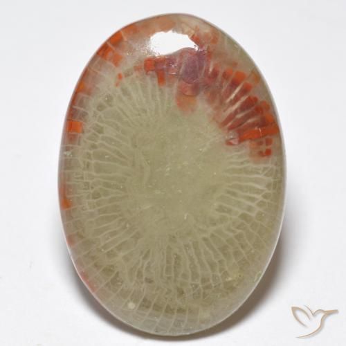 10.32ct Natural Multicolor Coral, Ovalada, Translúcido
