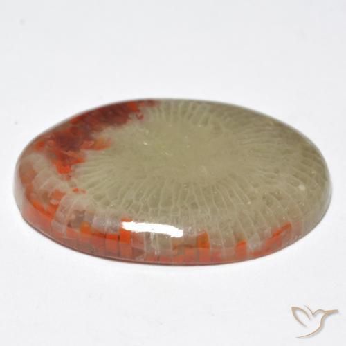 Coral Multicolor natural de 10.32 ct, Ovalada, Translúcido