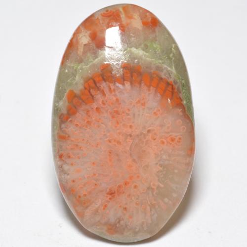 Coral multicolor natural de 11,38 ct, corte óvalo, translúcido