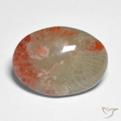 Coral Multicolor natural de 5.88 ct, Ovalada, Translúcido
