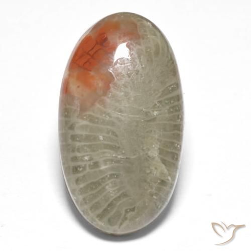 8.25ct Natural Multicolor Coral, Ovalada, Translúcido