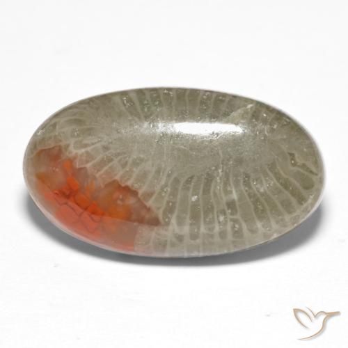 Coral Multicolor natural de 8.25 ct, Ovalada, Translúcido