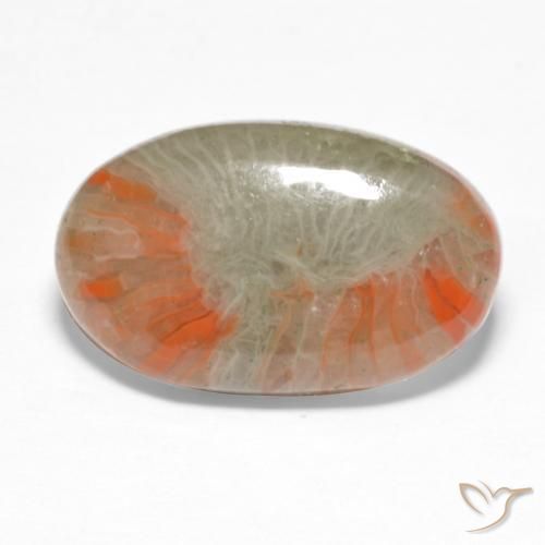 Coral Multicolor natural de 5.68 ct, Ovalada, Translúcido