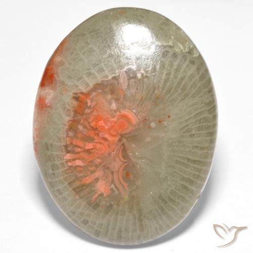 18.98ct Natural Multicolor Coral, Ovalada, Translúcido
