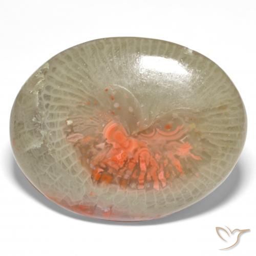 Coral Multicolor natural de 18.98 ct, Ovalada, Translúcido