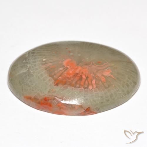 Coral Multicolor natural de 18.98 ct, Ovalada, Translúcido