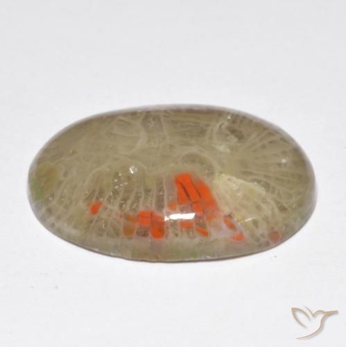 Coral Multicolor natural de 10.40 ct, Ovalada, Opaco
