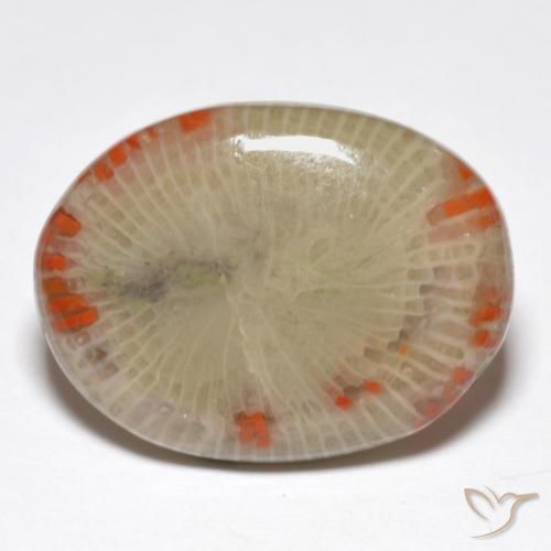Coral Multicolor natural de 14.86 ct, Ovalada, Translúcido
