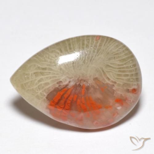 Coral Multicolor natural de 10.46 ct, En forma de pera, Translúcido