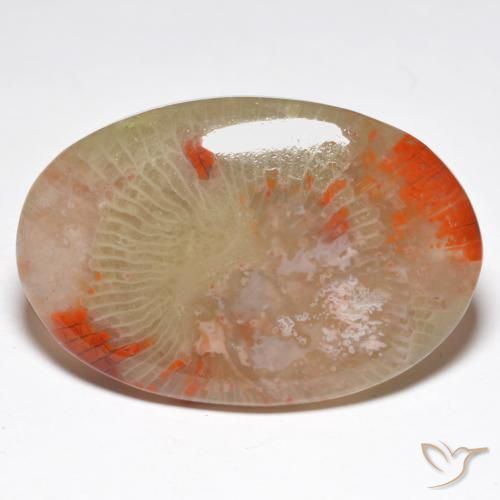 Coral Multicolor natural de 27.91 ct, Ovalada, Translúcido